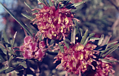 APII jpeg image of Grevillea polybractea  © contact APII