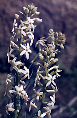 APII jpeg image of Stackhousia monogyna  © contact APII