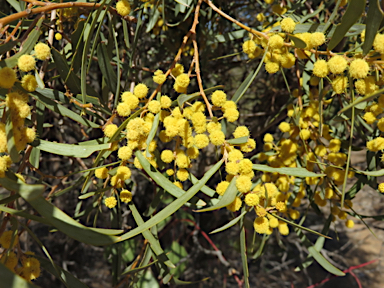 APII jpeg image of Acacia melvillei  © contact APII