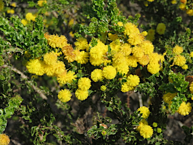 APII jpeg image of Acacia paradoxa  © contact APII