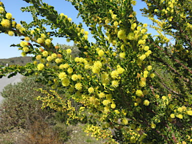 APII jpeg image of Acacia paradoxa  © contact APII