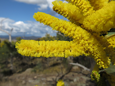 APII jpeg image of Acacia pycnostachya  © contact APII