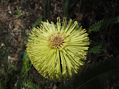 APII jpeg image of Banksia aemula  © contact APII