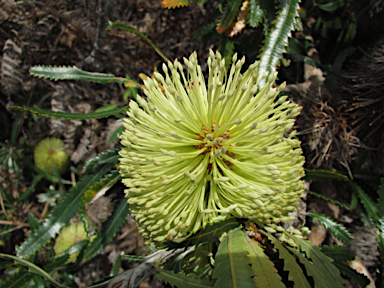 APII jpeg image of Banksia aemula  © contact APII