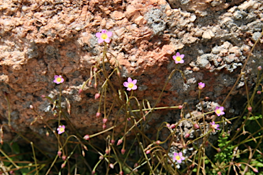 APII jpeg image of Calandrinia eremaea  © contact APII