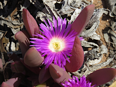 APII jpeg image of Carpobrotus rossii  © contact APII