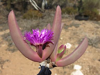 APII jpeg image of Carpobrotus rossii  © contact APII