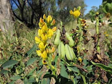 APII jpeg image of Crotalaria mitchellii  © contact APII