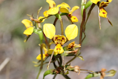 APII jpeg image of Diuris chrysantha  © contact APII