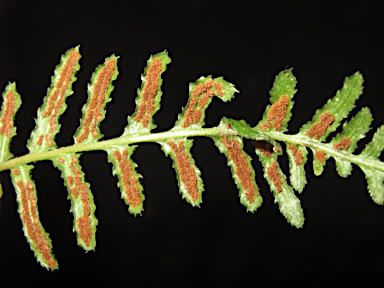 APII jpeg image of Blechnum rupestre  © contact APII