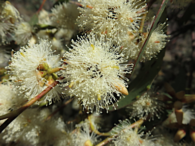 APII jpeg image of Eucalyptus blakelyi  © contact APII