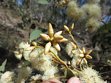 APII jpeg image of Eucalyptus blakelyi  © contact APII