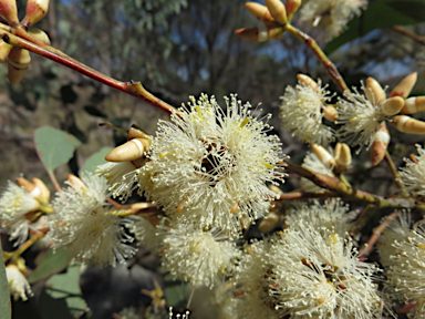 APII jpeg image of Eucalyptus blakelyi  © contact APII