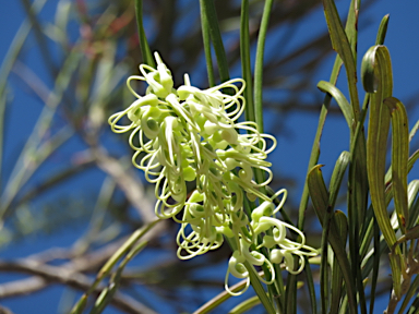 APII jpeg image of Grevillea parallela  © contact APII