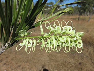 APII jpeg image of Grevillea parallela  © contact APII