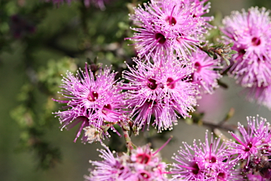 APII jpeg image of Kunzea obovata  © contact APII