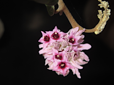 APII jpeg image of Lasiopetalum discolor  © contact APII