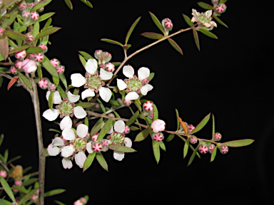 APII jpeg image of Leptospermum brevipes  © contact APII