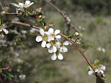 APII jpeg image of Leptospermum microcarpum  © contact APII