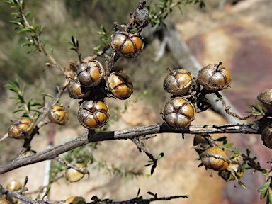 APII jpeg image of Leptospermum minutifolium  © contact APII