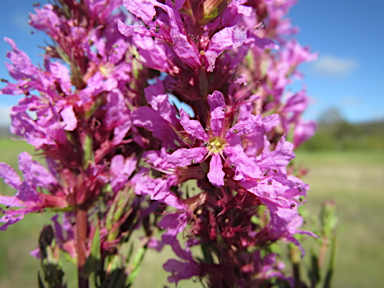 APII jpeg image of Lythrum salicaria  © contact APII