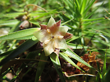 APII jpeg image of Melichrus procumbens  © contact APII