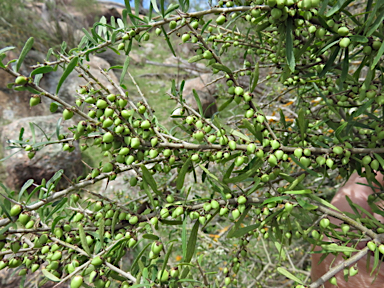 APII jpeg image of Melicytus dentatus  © contact APII