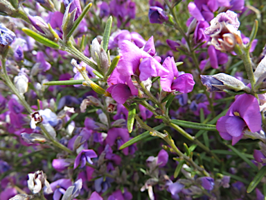 APII jpeg image of Mirbelia speciosa  © contact APII