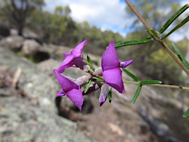 APII jpeg image of Mirbelia speciosa  © contact APII