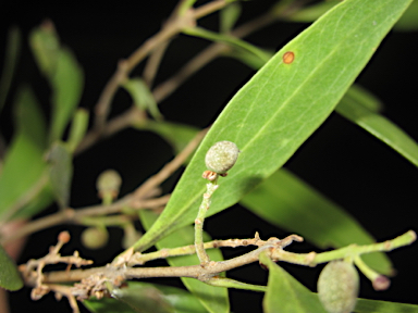 APII jpeg image of Notelaea microcarpa  © contact APII