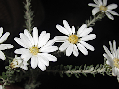 APII jpeg image of Olearia pimeleoides  © contact APII