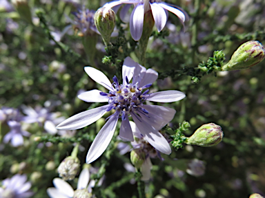 APII jpeg image of Olearia ramosissima  © contact APII