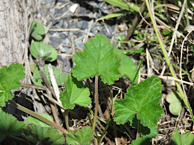 APII jpeg image of Pelargonium inodorum  © contact APII