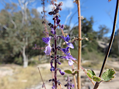 APII jpeg image of Plectranthus suaveolens  © contact APII