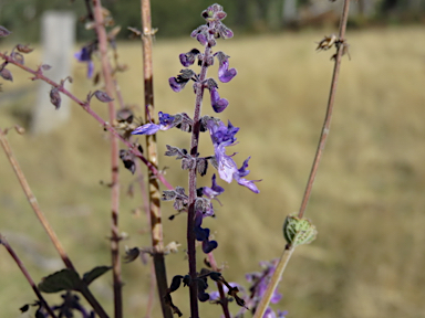 APII jpeg image of Plectranthus suaveolens  © contact APII