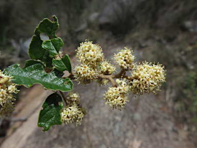 APII jpeg image of Pomaderris prunifolia  © contact APII