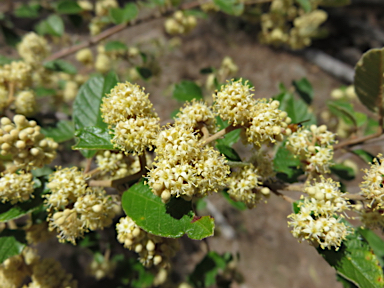 APII jpeg image of Pomaderris prunifolia  © contact APII