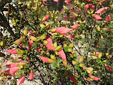 APII jpeg image of Prostanthera calycina  © contact APII