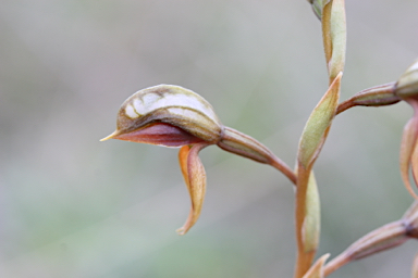 APII jpeg image of Pterostylis rufa  © contact APII