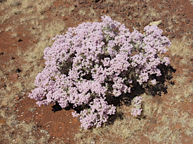 APII jpeg image of Ptilotus obovatus  © contact APII