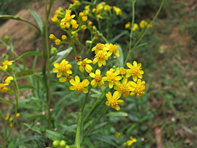 APII jpeg image of Senecio linearifolius  © contact APII