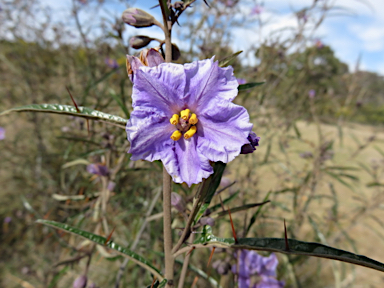 APII jpeg image of Solanum amblymerum  © contact APII