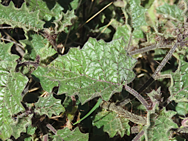 APII jpeg image of Solanum ditrichum  © contact APII