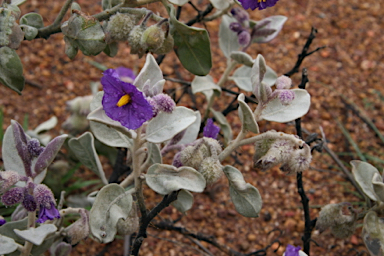 APII jpeg image of Solanum lasiophyllum  © contact APII