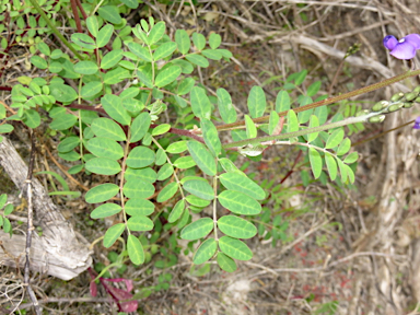 APII jpeg image of Swainsona lessertiifolia  © contact APII