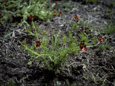 APII jpeg image of Adonis microcarpa  © contact APII