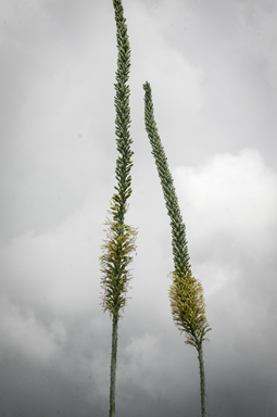 APII jpeg image of Agave americana  © contact APII