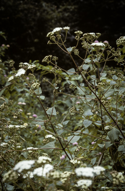 APII jpeg image of Ageratina adenophora  © contact APII