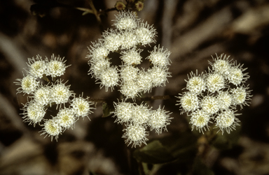 APII jpeg image of Ageratina adenophora  © contact APII