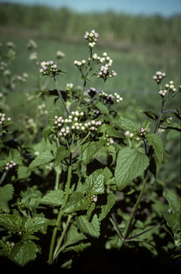 APII jpeg image of Ageratum conyzoides  © contact APII